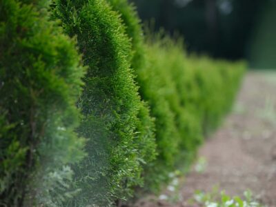 Hedge trimming near me Fakesville