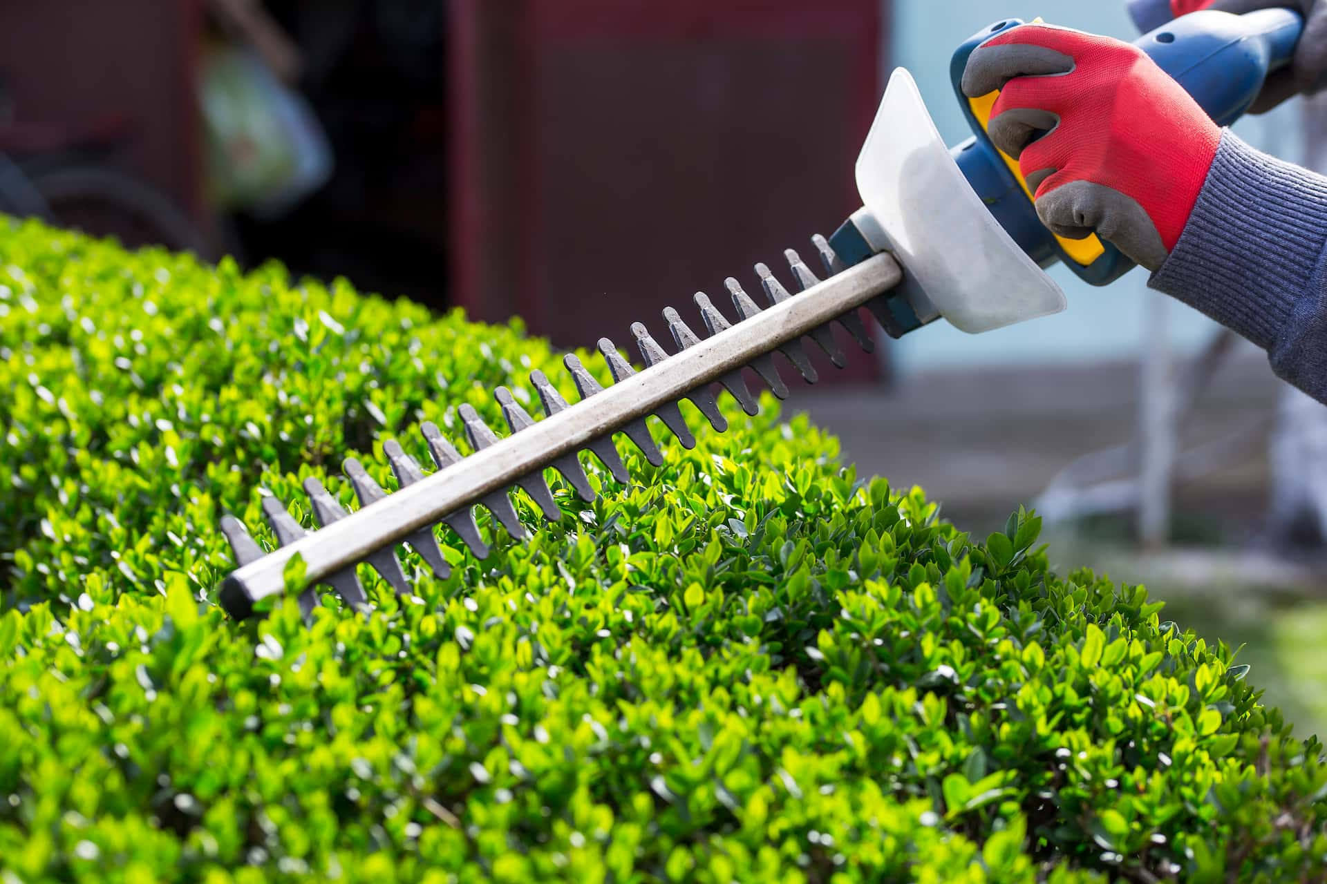 Hedge trimming experts near Fakesville