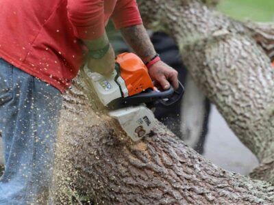 Tree surgeon services Fakesville