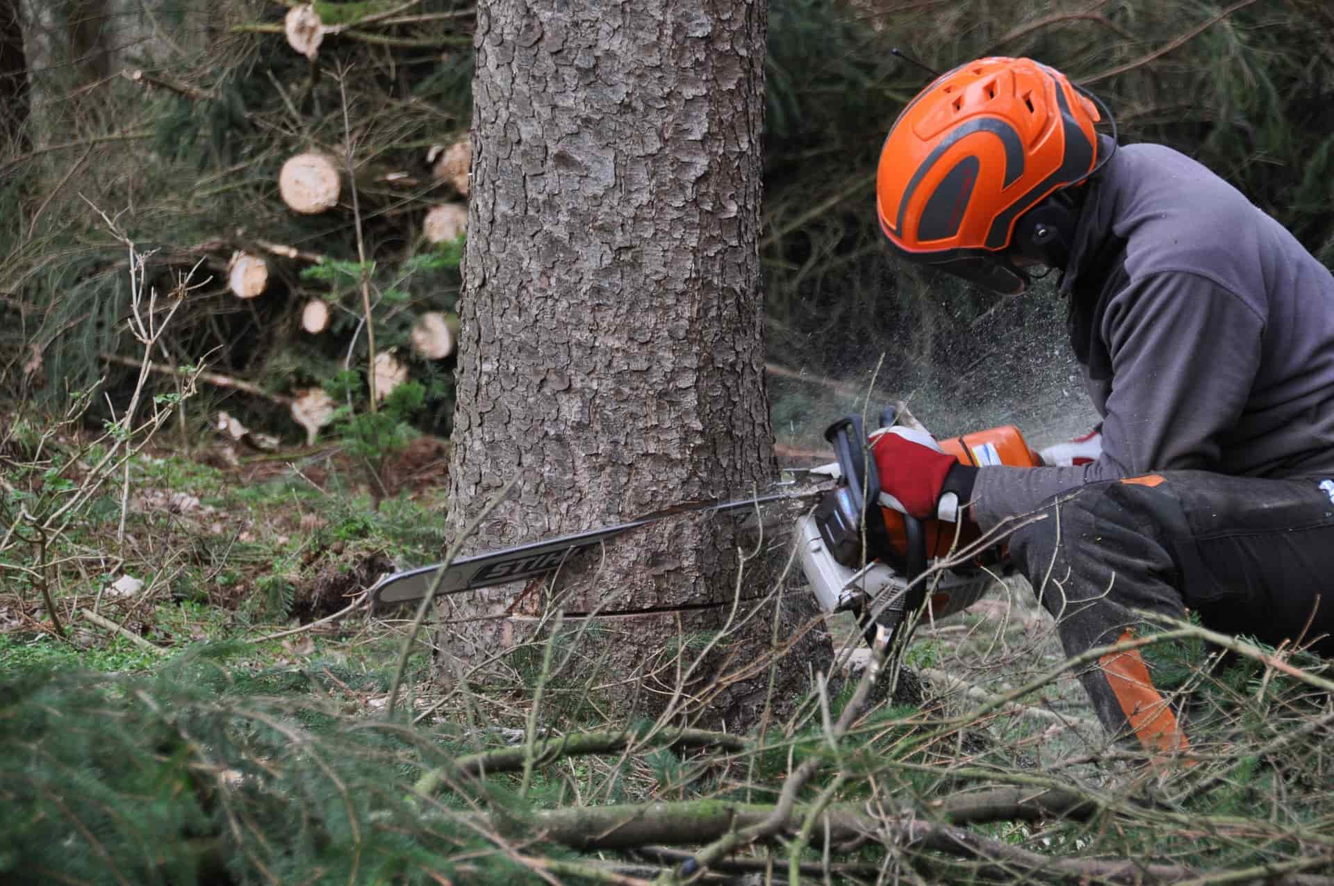 Tree removal company near London