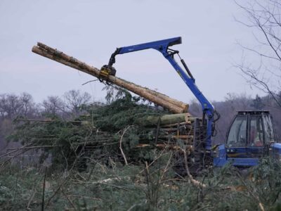 Fakesville Tree site clearance