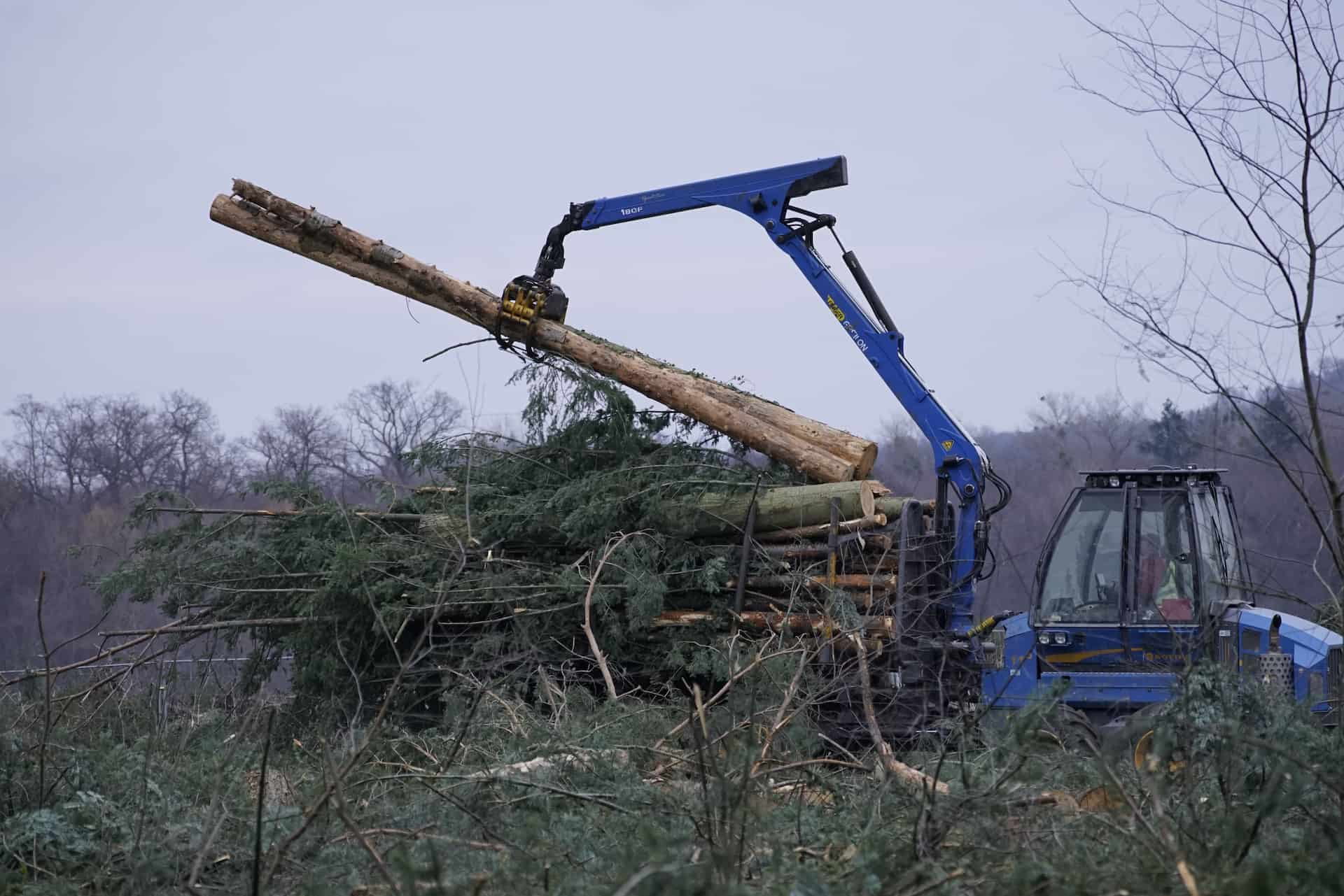 Fakesville Tree site clearance