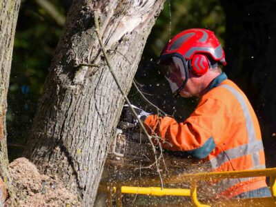 Tree surgery services Fakesville