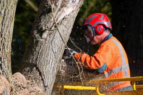 Tree Trimming near me Fakesville SO45