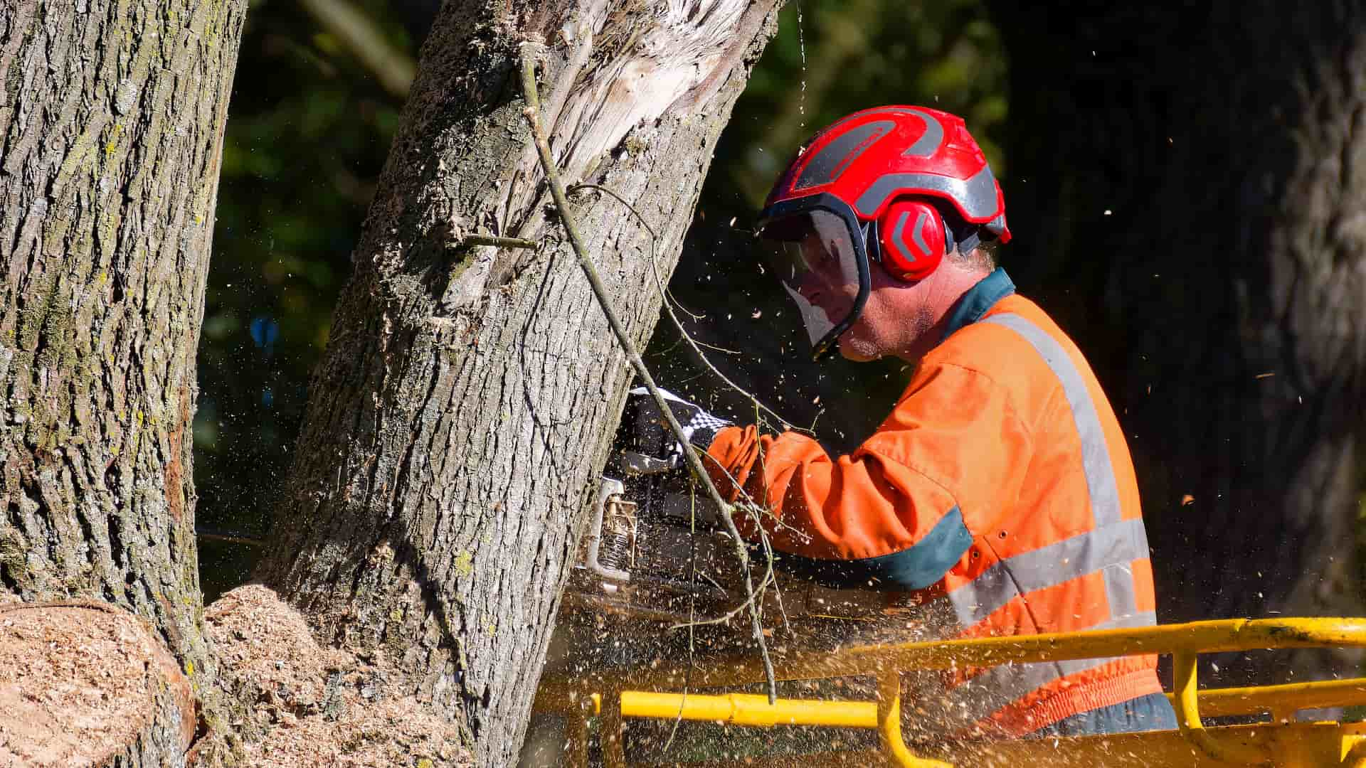 Tree surgery services Fakesville